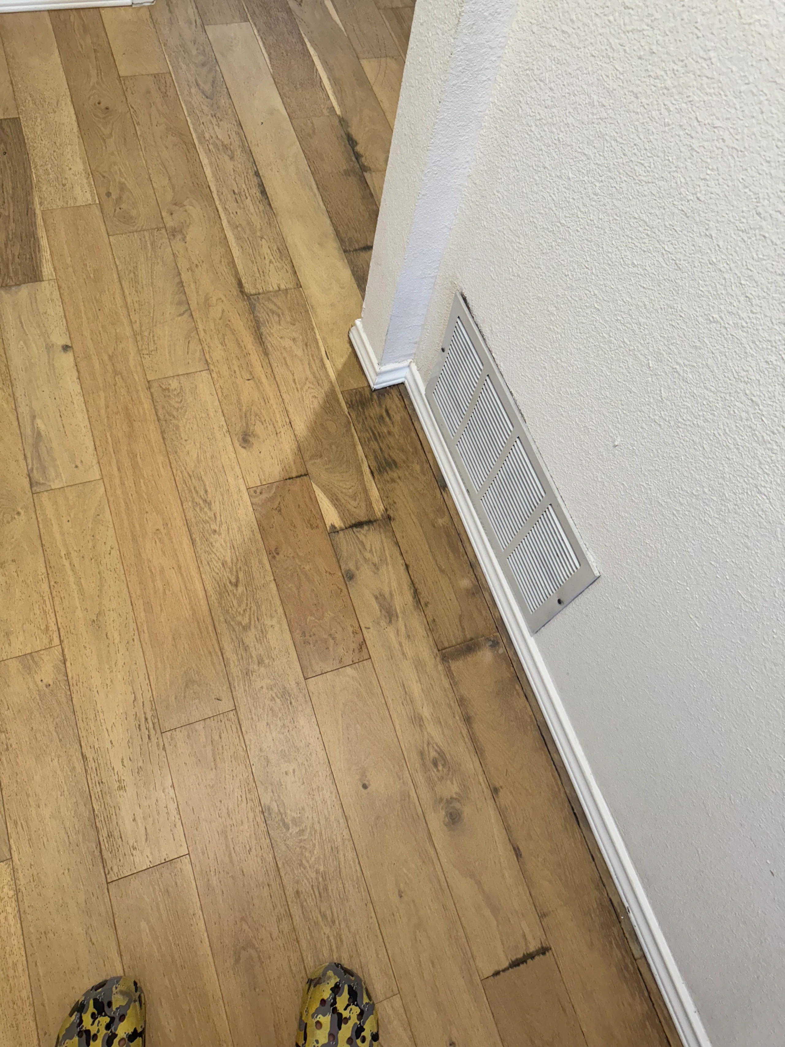 Dark mold staining on hardwood floor radiating from HVAC floor vent indicating hidden moisture