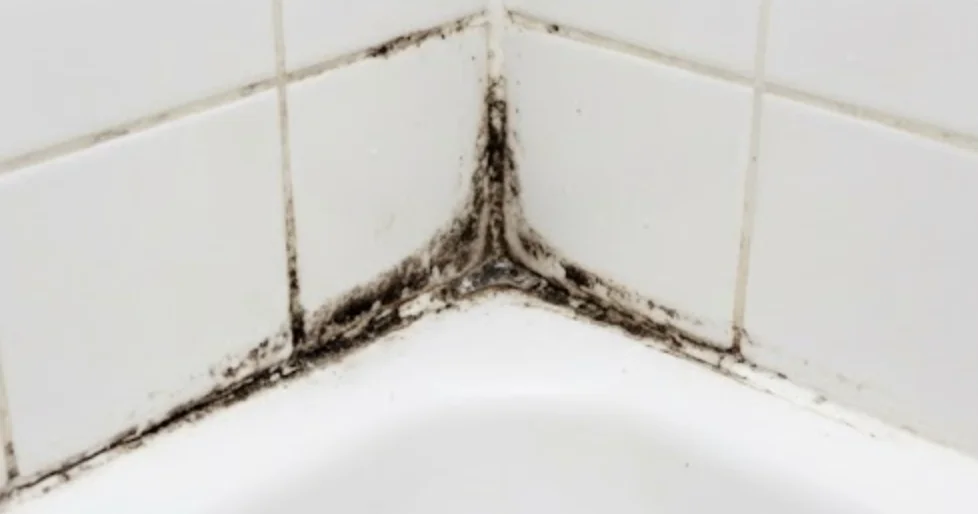 Black mold health effects Black mold health effects